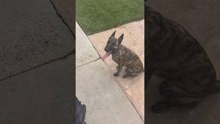 Dutch shepherd puppy progressing to off leash training puppy trending puppytraining dogbreed [upl. by Oiliruam]