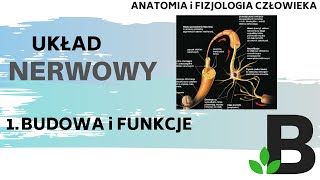 Budowa i funkcje układu NERWOWEGO  układ nerwowy  Anatomia człowieka  KOREPETYCJE z BIOLOGII 306 [upl. by Hsemar]