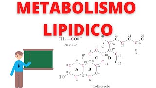 metabolismo lipidico biochimica guida completa [upl. by Adaliah]