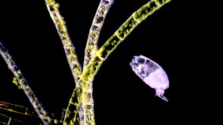 Rotifers Micro Animals With Wheels [upl. by Aicetel]