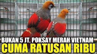 MIRIS  TAHUN LALU HARGA 5 JUTA SEKARANG BURUNG IMPORT SEMEWAH INI CUMA RATUSAN RIBU DIKIOS PRAMUKA [upl. by Dayna382]