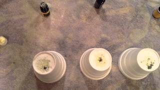 Ameo Essential oil VS Young Living Lemon Essential Oil VS doTerra Lemon essential oil [upl. by Pedrotti]