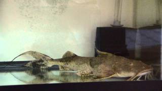 Goonch Catfish Bagarius Yarelli 1 Feeding Video 06182013 [upl. by Meuser]