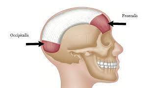 How To Find Trigger Points  Occipitalis for Tension Headache [upl. by Oirramaj]