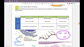 Ribosomes هستولوجي [upl. by Adeys323]