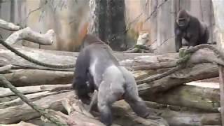 Gorillas mating at Taronga Zoo [upl. by Attenweiler986]