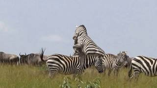 Zebras Fighting on the Mara [upl. by Philemol246]