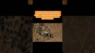 blackfooted cat is deadliest facts knowledge factshorts factsinhindi generalknowledge news [upl. by Adelpho]