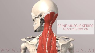 Spine Series Neck Muscles in Motion 3D Animation [upl. by Py]