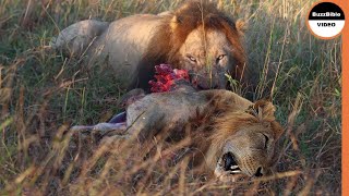 Male Lion Pays The Price For Attempting To Murder Cubs [upl. by Varrian]