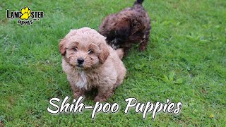 Shihpoo Puppies [upl. by Ydor420]