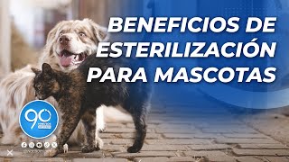 Esterilización gratuita de mascotas en Cali Cuidado responsable y beneficios para su salud [upl. by Ahsennek]