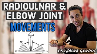 Elbow amp Radioulnar Anatomy Joint Movements [upl. by Puna]