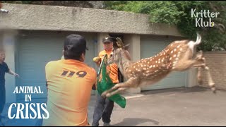 Feisty Deer Keeps Running Away Even After Being Hit By A Tranquilizer  Animal in Crisis EP92 [upl. by Deraj]