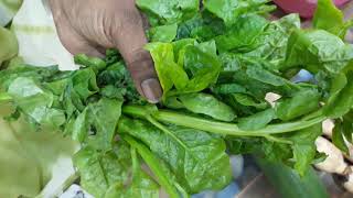 Secret of Pasalai Keerai பசலை கீரை ரகசியங்கள்   Spinach [upl. by Aennyl]