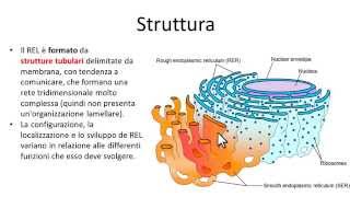 Reticolo endoplasmatico liscio REL [upl. by Jareen]