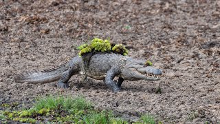 Mugger Crocodile Ambushes Deer at Watering Hole  Planet Earth III  BBC Earth [upl. by Acsot]