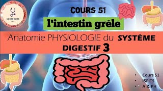 cours S1 Anatomie PHYSIOLOGIE du SYSTÈME DIGESTIF 3  lintestin grêle 📚شرح شامل 🩺anatomy [upl. by Ozen]