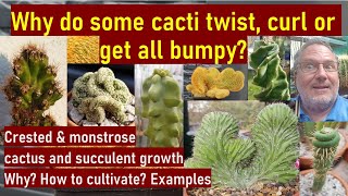 Crested monstrose amp bizarre cacti amp succulents  How to grow Why they look that way cactuscare [upl. by Ecirtam271]