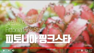 피토니아 핑크스타 키우기 Fittonia Pink Star [upl. by Elrod473]