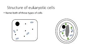 GCSE Biology Eukaryotic cells [upl. by Llerdna297]