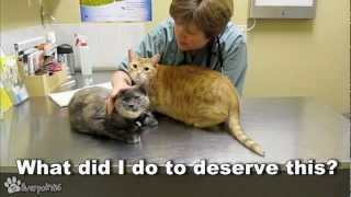 Cats Demand Attention From Vet [upl. by Pessa]