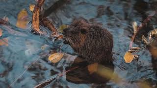 What Do Muskrats Eat Unbelievable List Of Foods And Fun Facts [upl. by Haneeja101]