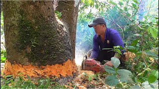 Cưa cây xoài siêu to siêu khủng gần khu du lịch ô thumcưa cây kỹ thuật [upl. by Toomin]