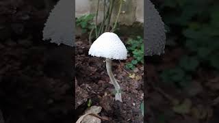 Leucocoprinus cretaceus Mushroom mushroom [upl. by Halda]