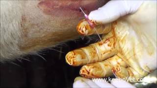 Large Abscess In Farm Cows Watch How Veterinarian Helps Animals By Draining It [upl. by Aimej]