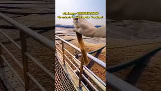 wastewatertreatment flocculant flock wastewatertreatmentsolutions [upl. by Conlon]