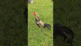 King Size Aseel murga 🐓 chicken murga pets viralvideos [upl. by Ynatsed]