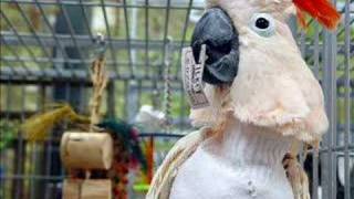 A Story About Bo the Moluccan Cockatoo [upl. by Stine]