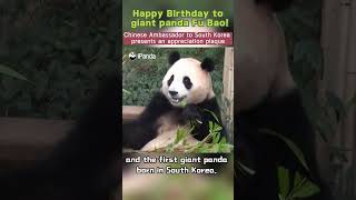 Happy Birthday Beloved Giant Panda Fu Bao [upl. by Meagan]