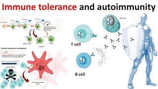 Immune Tolerance and autoimmunity overview [upl. by Anigue]