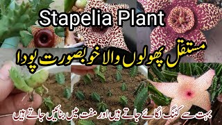 How To Grow Stapelia Plant Permanent Plant Grow By Cutting In SeptemberGrow Cutting In September [upl. by Kamillah815]