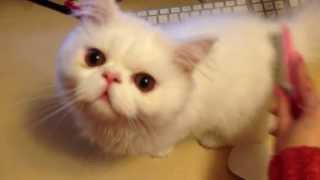 Grooming a meowing Persian kitten [upl. by Cooperstein]