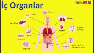 İç Organlarımız  İç Organlarımızı Öğrenelim  Organlar  Mino Öğretiyor [upl. by Queenie917]