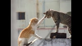 Real Cat Fight  Watch With Sound [upl. by Ocir962]