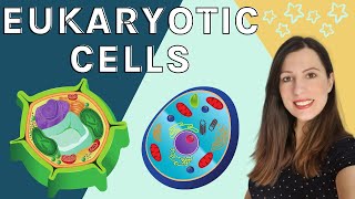 EUKARYOTIC CELLS A level Biology  Structure amp function of the organelles found in eukaryotic cells [upl. by Fisken440]