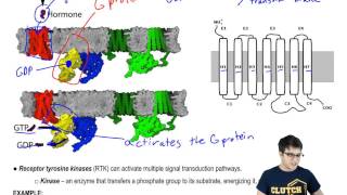 G Protein Coupled Receptors and Receptor Tyrosine Kinases [upl. by Ahseikan]