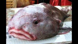 Amys Animal Facts Blobfish [upl. by Aikin210]