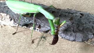 Praying Mantis Eating [upl. by Imtiaz]