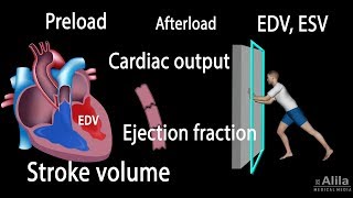 Cardiac Output Stroke volume EDV ESV Ejection Fraction [upl. by Nnylecoj]