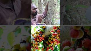 அத்தி மரம் figfruit [upl. by Akkire2]