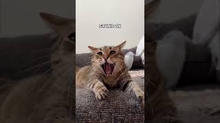 Funny Animals Videos 🤣  Ep 216 shorts viral funny [upl. by Liddle]