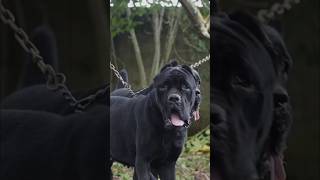 CANE CORSO VS PRESA CANARIO Strength Comparison canecorso presacanario mastiff [upl. by Hofstetter580]