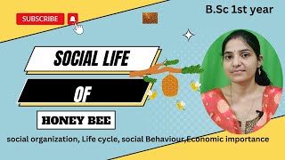 Social life of Honey bee bsc 1st yearSocial Organization of Honey beeshoneybee2ndsemesterexam [upl. by Marylin387]