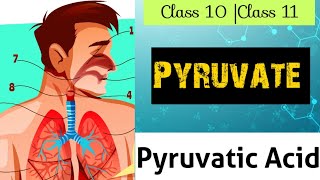 What Is Pyruvate Pyruvatic Acid  Class 10 Class 11 Glycolysis  Life Process [upl. by Amzu]