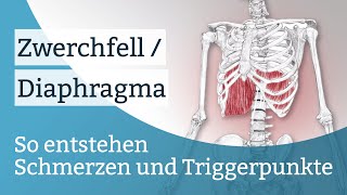 Zwerchfell  Diaphragma Schmerzen Triggerpunkte und deren Aktivierung [upl. by Kcim506]